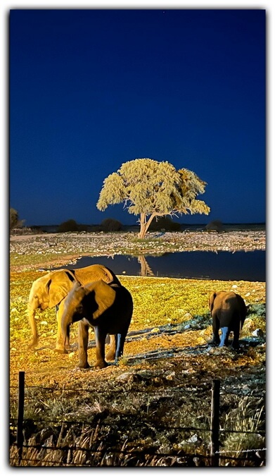 08 etosha-namibia-wildtiere-wasserloch-elefanten 02 08 etosha namibia wildtiere wasserloch elefanten 02