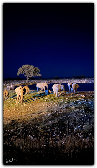 08 etosha-namibia-wildtiere-wasserloch-elefanten 03 08 etosha namibia wildtiere wasserloch elefanten 03