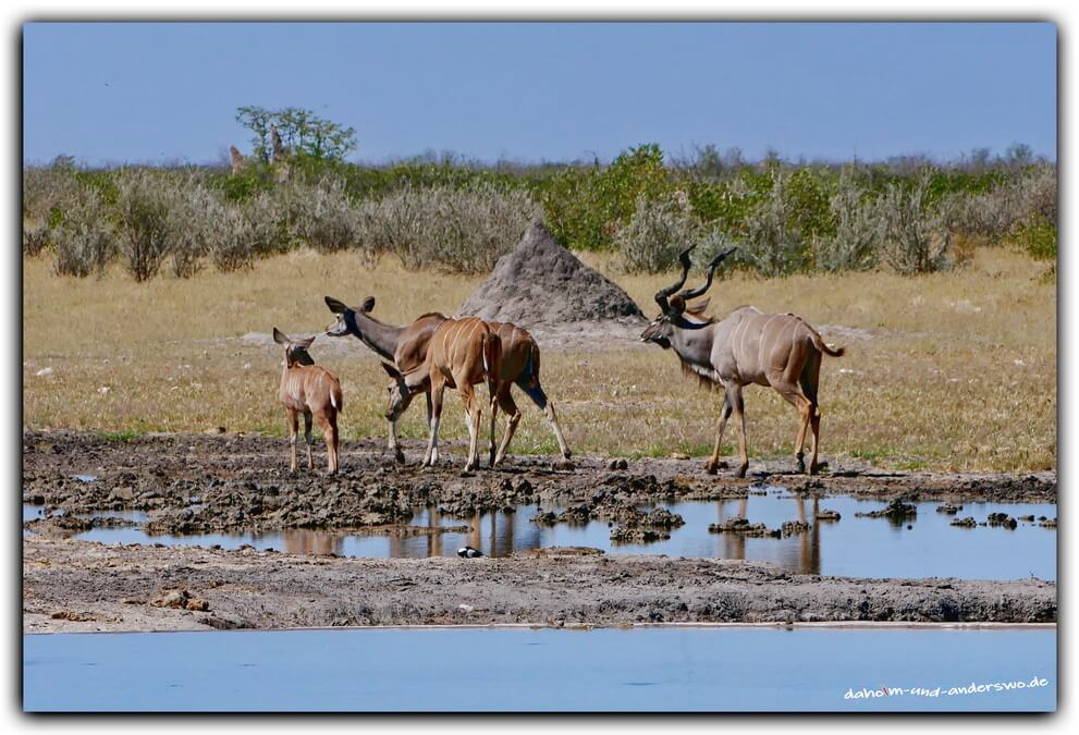 etosha antilope wasserloc namibia olifantsrush 09