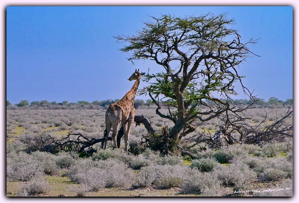 etosha giraffe namibia olifantsrush 05