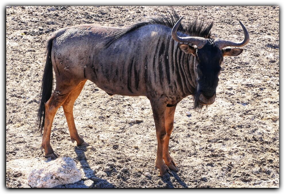 etosha gnu namibia olifantsrush 03