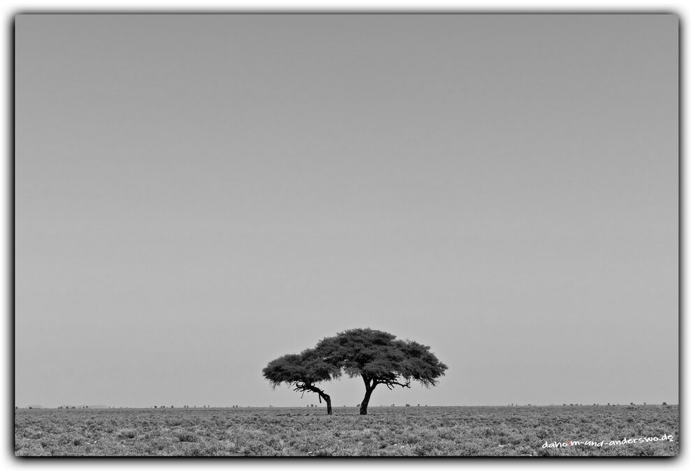 etosha namibia baum olifantsrush 02