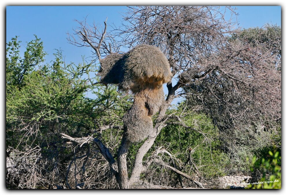 etosha namibia olifantsrush 04