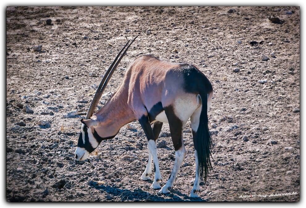etosha oryx namibia olifantsrush 01