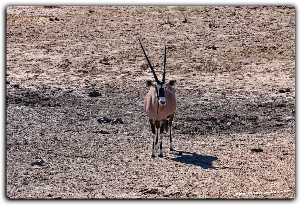 etosha oryx namibia olifantsrush 02