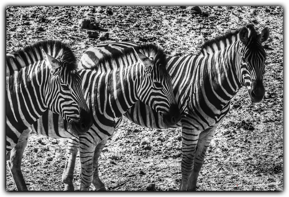 etosha zebra namibia olifantsrush 01