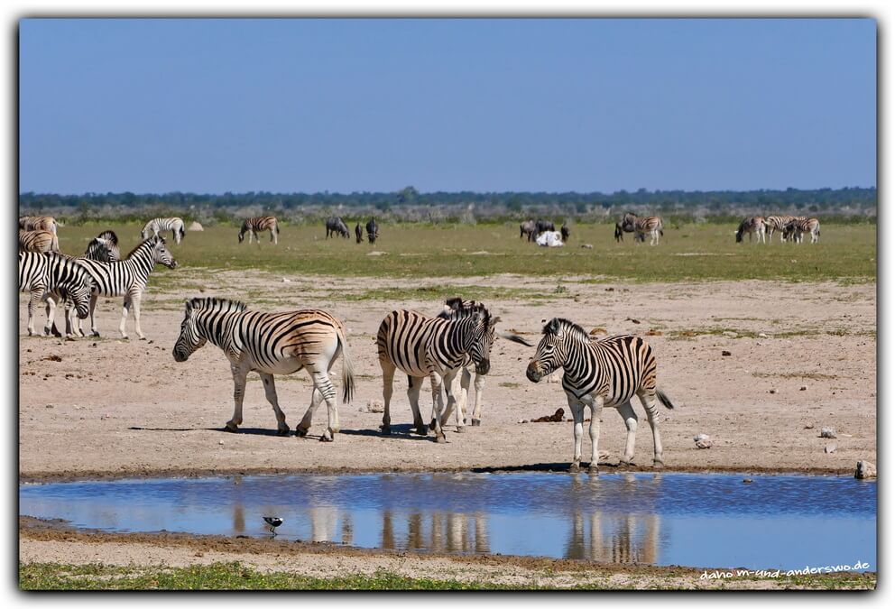 etosha zebra namibia olifantsrush 02