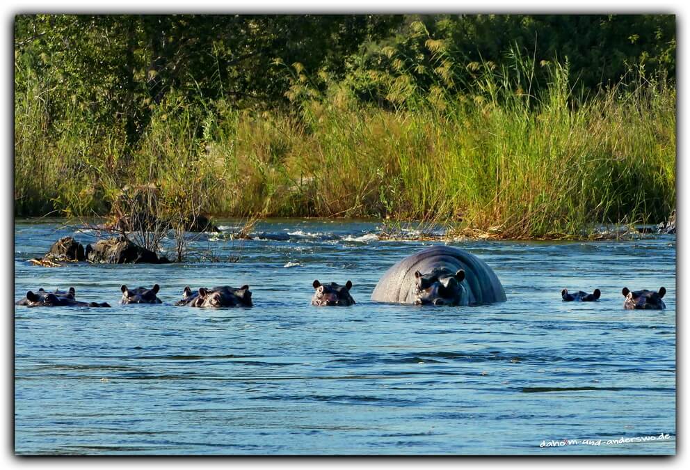 hippo flusspferde namibia okovango 01