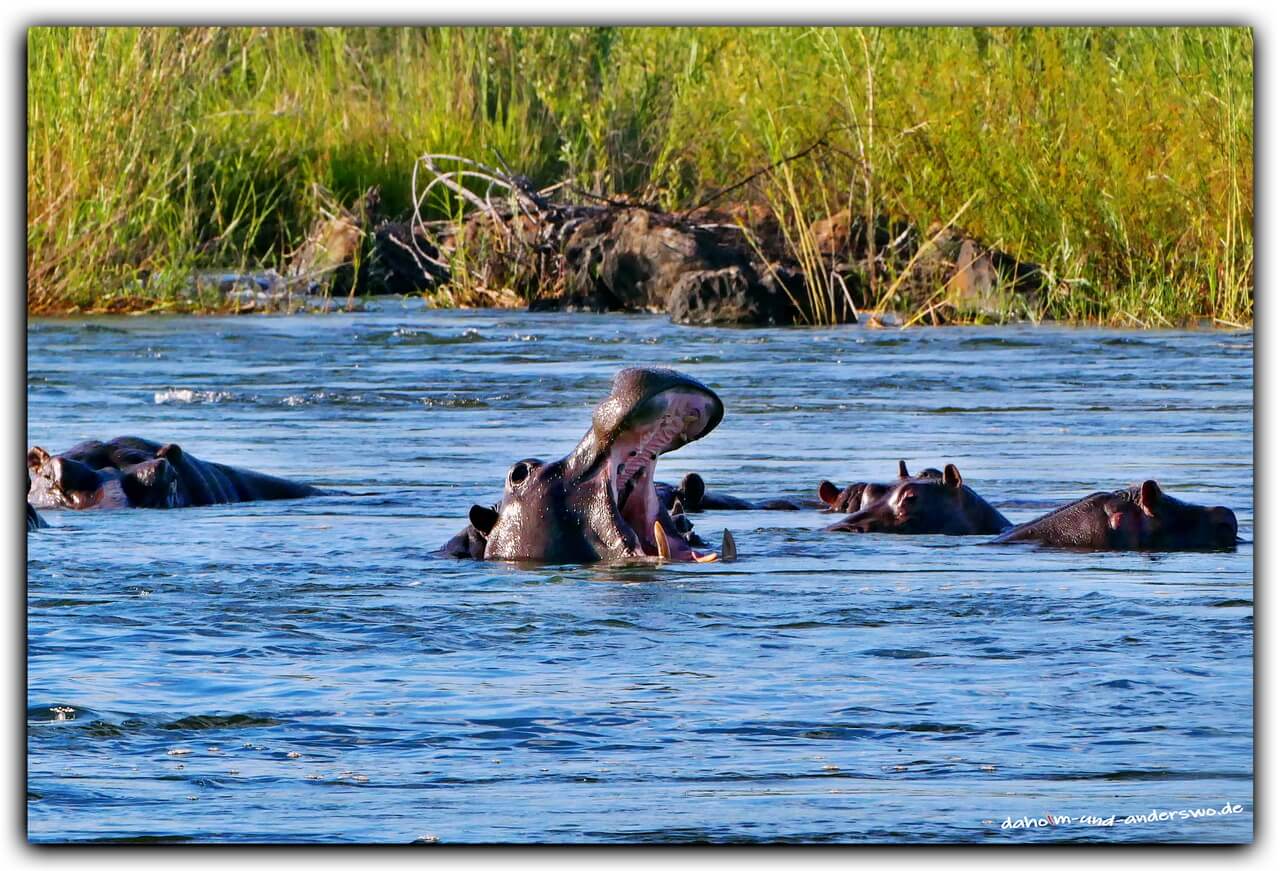 hippo flusspferde namibia okovango 02