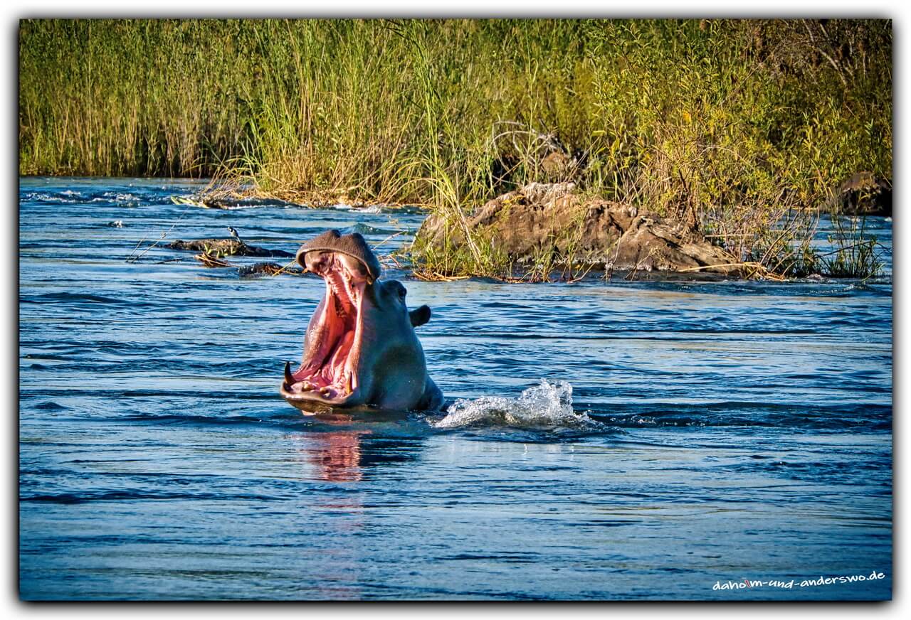 hippo flusspferde namibia okovango 03