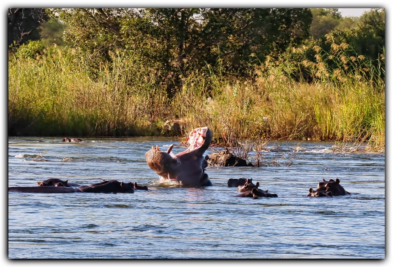 hippo flusspferde namibia okovango 04