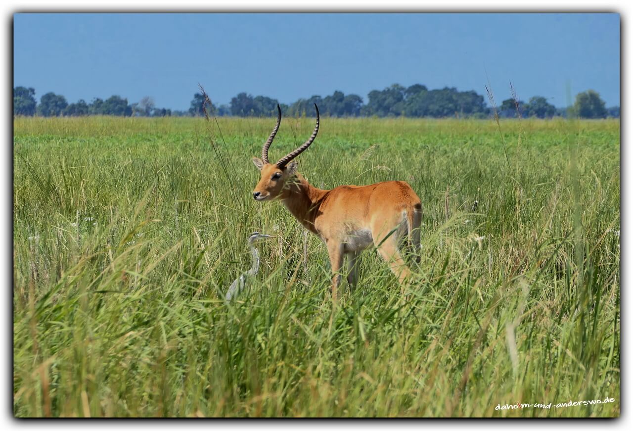 mahango nationalpark namibia antilope game drive 01