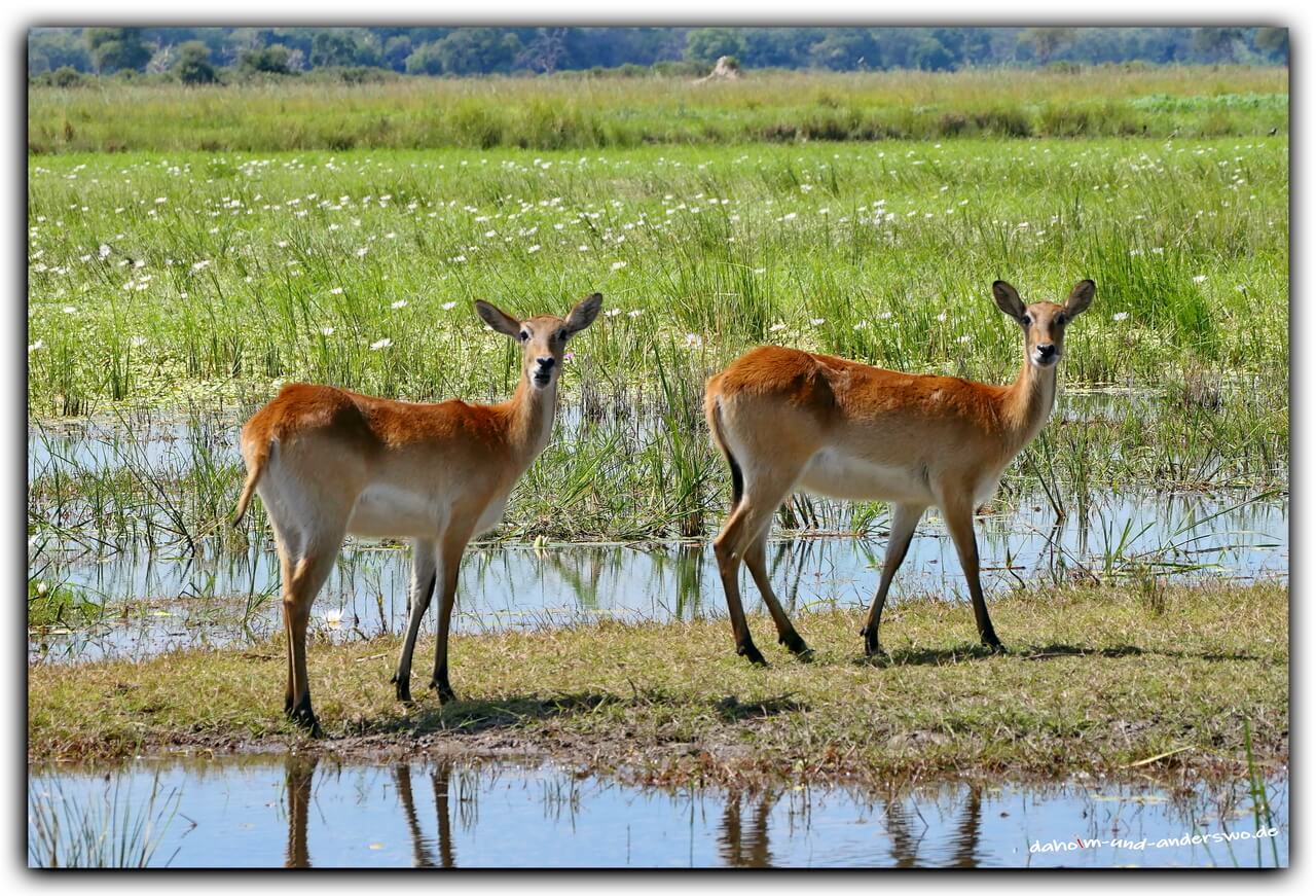 mahango nationalpark namibia antilope game drive 02