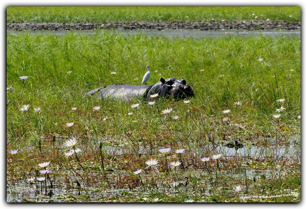 mahango nationalpark namibia flusspferd hippo game drive 04