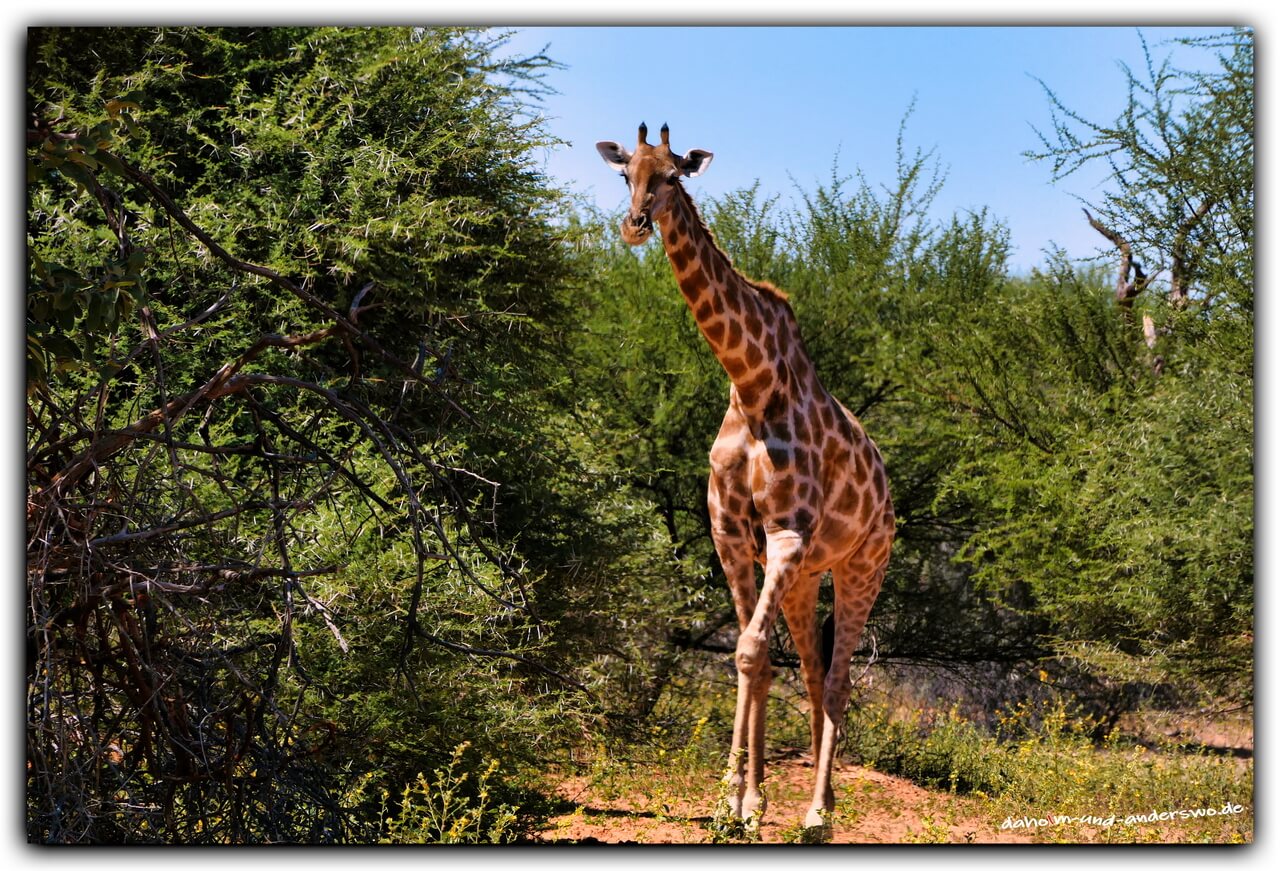 mahango nationalpark namibia giraffe game drive 01
