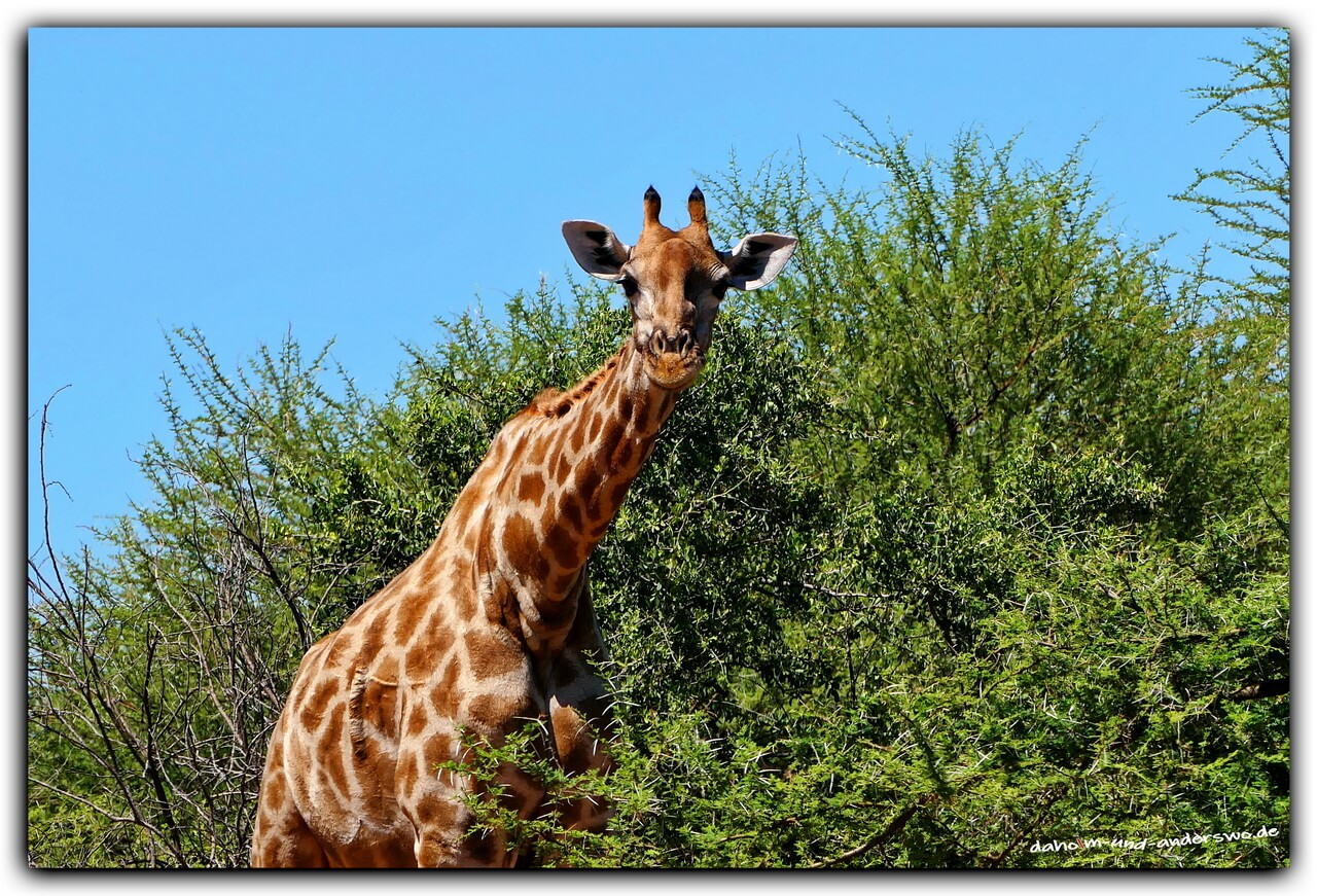 mahango nationalpark namibia giraffe game drive 02