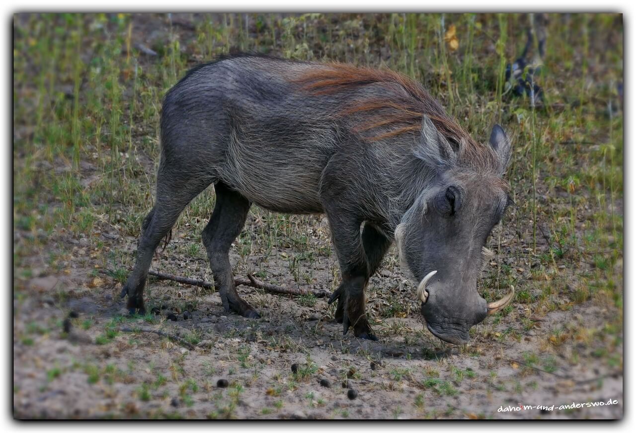 mahango nationalpark namibia warzenschwein game drive 01