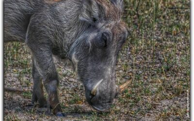 Die Popa-Wasserfälle, der Mahango-Nationalpark und Fußball am Samstag