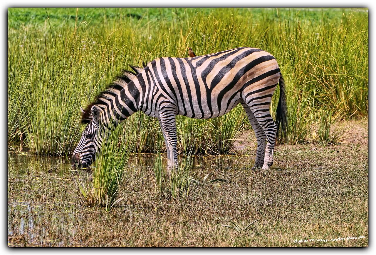 mahango nationalpark namibia zebra game drive 01