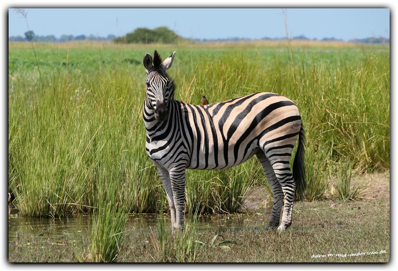 mahango nationalpark namibia zebra game drive 02