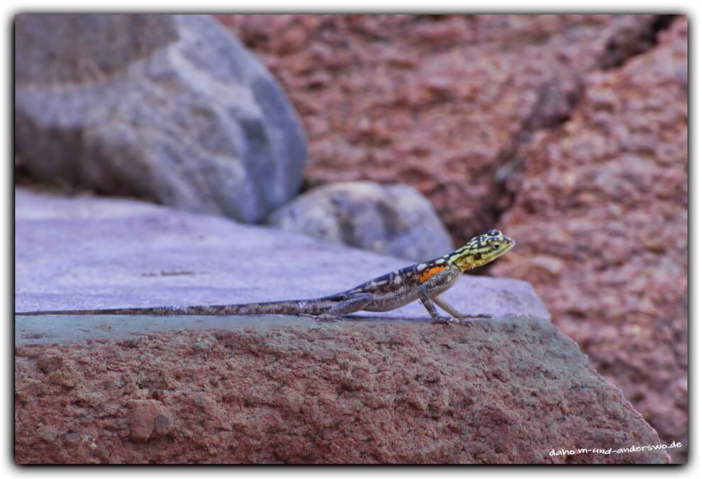 namibia-damaraland-mowani-gecko33 namibia damaraland mowani gecko33
