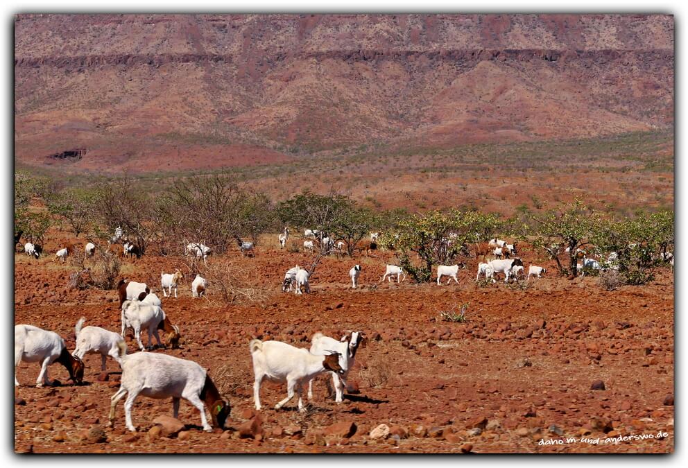 namibia-damaraland-straße-wüste-ziegen-01 namibia damaraland strasse wueste ziegen 01