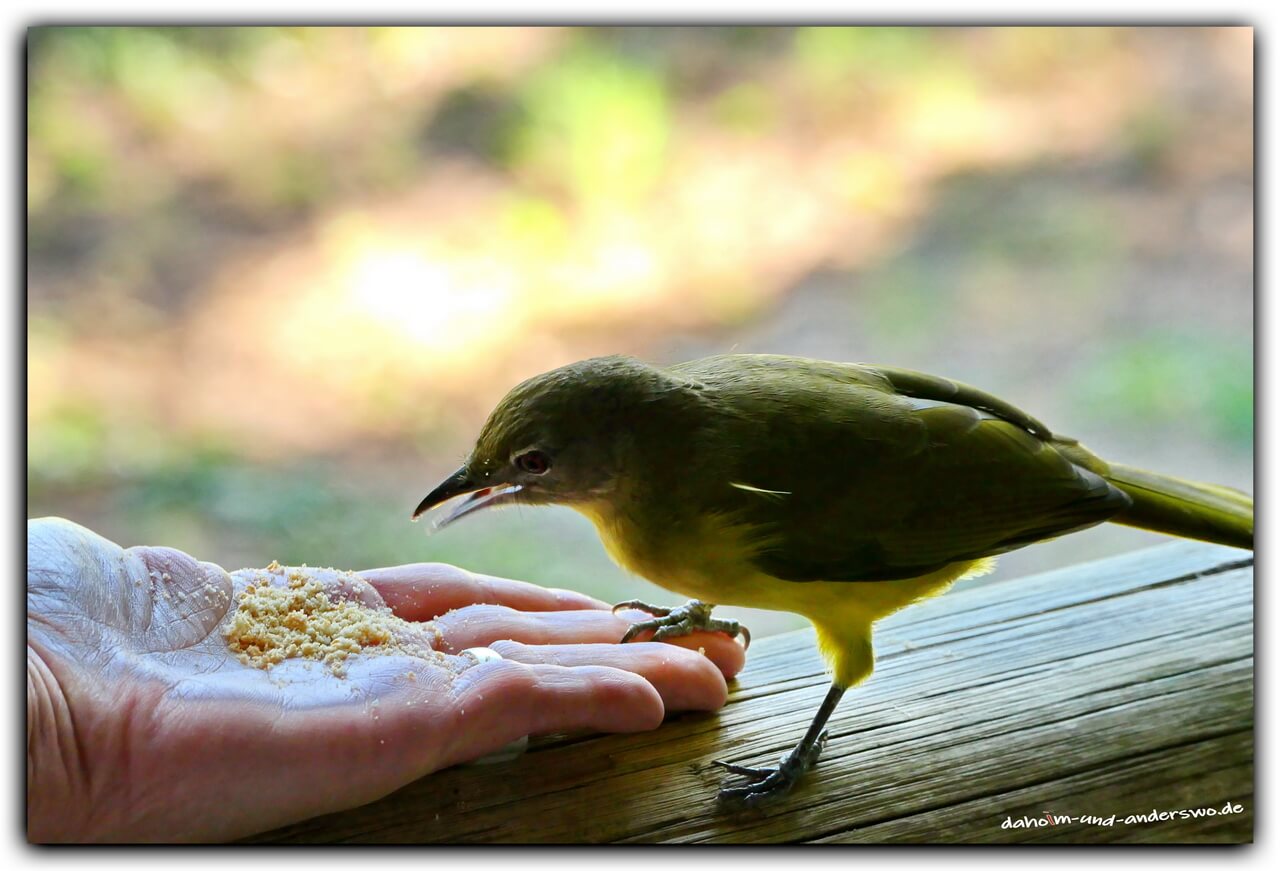namibia vogel hand