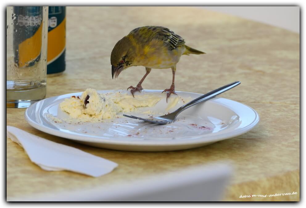 namibia swakopmund caffee torte vogel 04