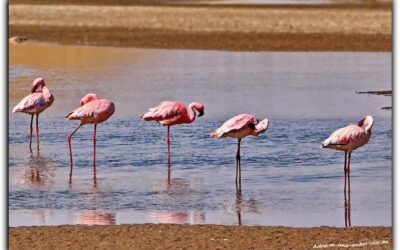 Dünen, Pelikan, Flamingos und ein ganz besonderer Kaffee