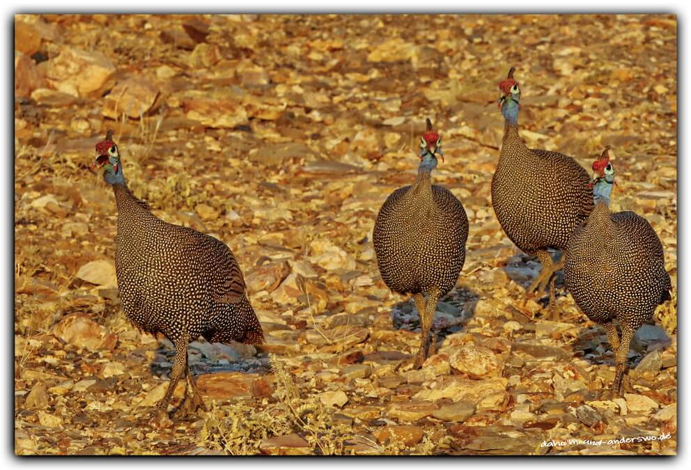 namibia-wüste-namib-perlhuhn 17