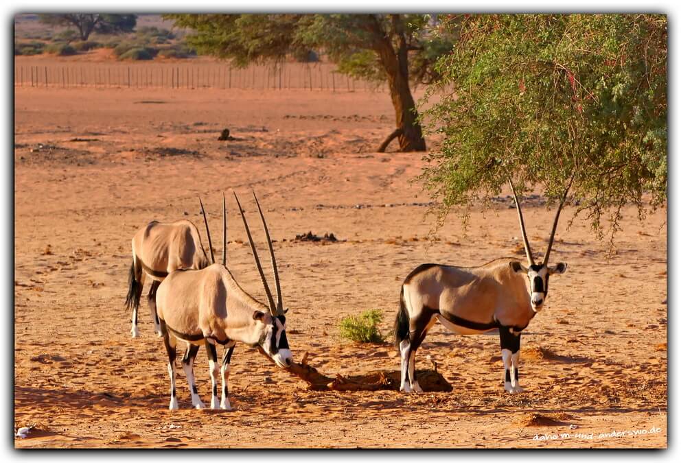 07 namibia exotische tierwelt 12 0 2