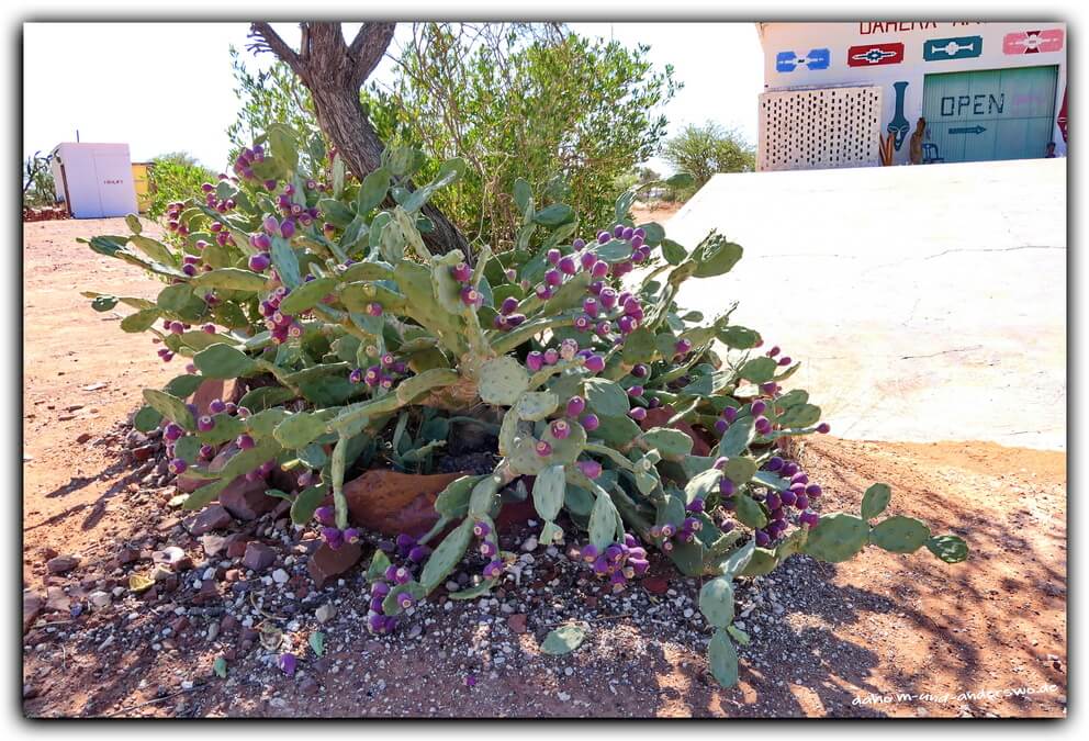 namibai kalahari kaktus wueste 01