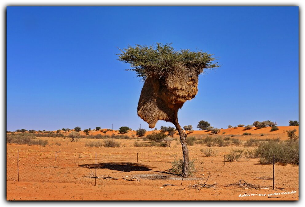 namibai kalahari vogelnest webervogel wueste 04