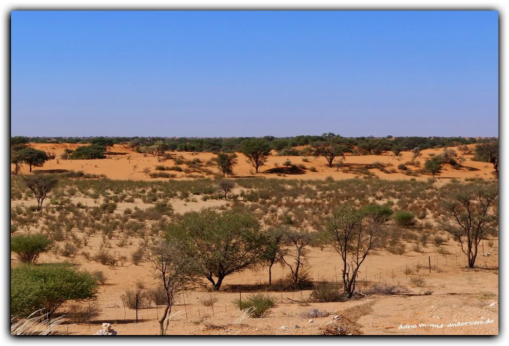 namibai kalahari wueste 03