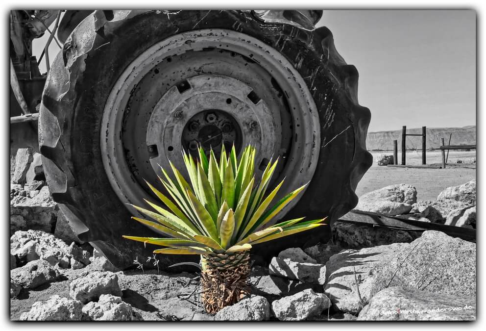 namibia solitaire Oldtimer Kaktus rost 05
