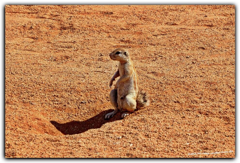 namibia solitaire erdmaennchen wueste 01