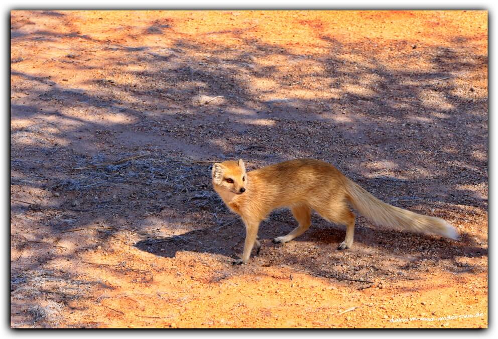 namibia solitaire erdmaennchen wueste 02