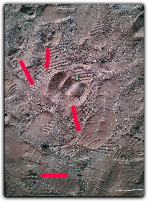 namibia sossusvlei fussspuren camping 02 1