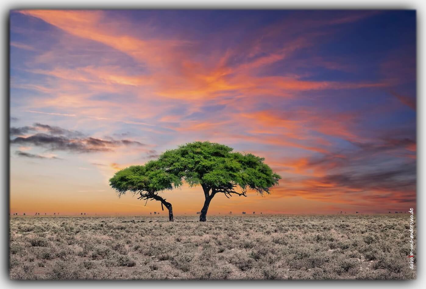 Baum etosha Nationalpark Namibia afrika 01