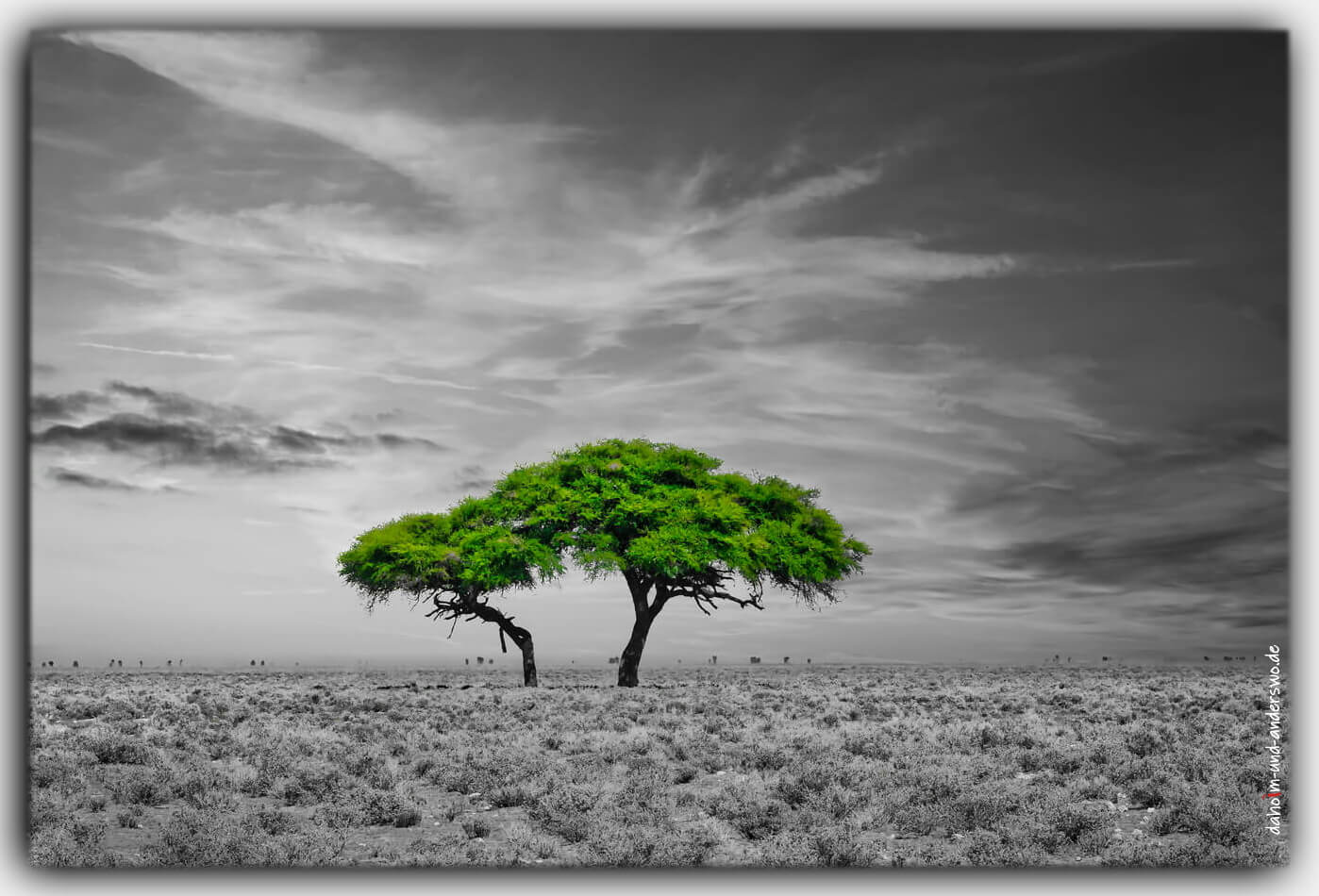 Baum etosha Nationalpark Namibia afrika schwarzweiss 02