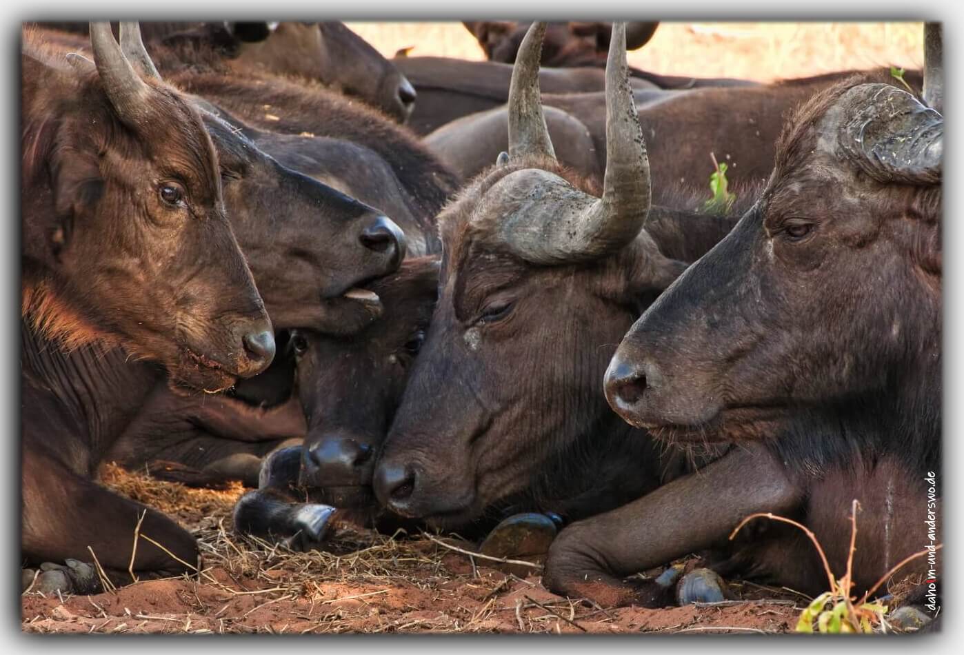 Namibia afrika bueffel kaffernbueffel wildtiere nationalpark 04