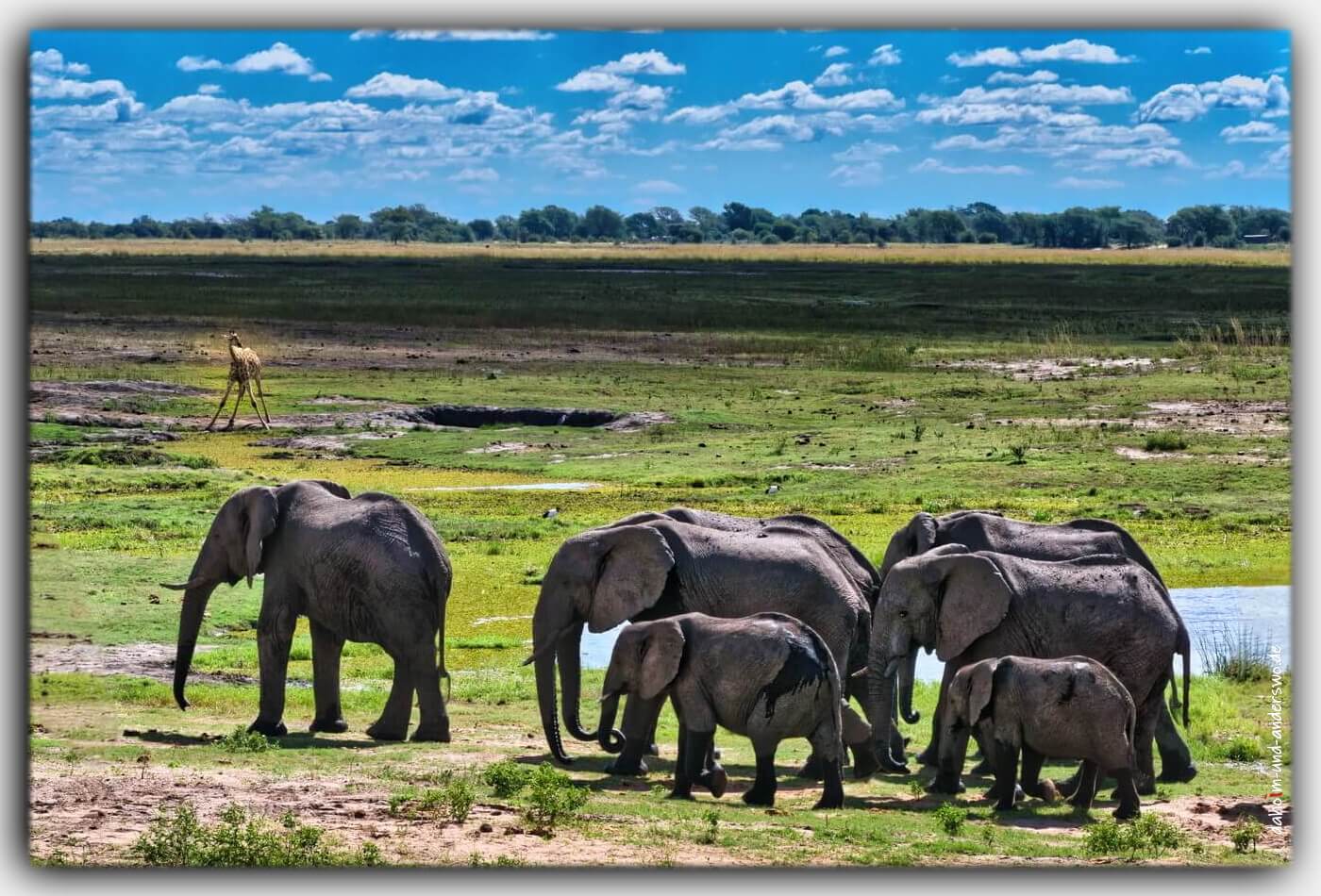 Namibia afrika elefanten wildtiere chobe nationalpark 01