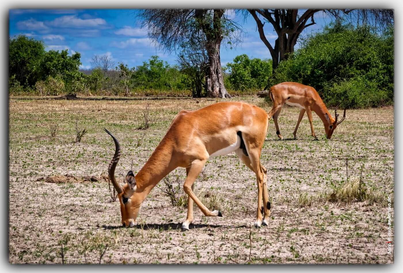 Namibia afrika gazelle springbock wildtiere nationalpark 02