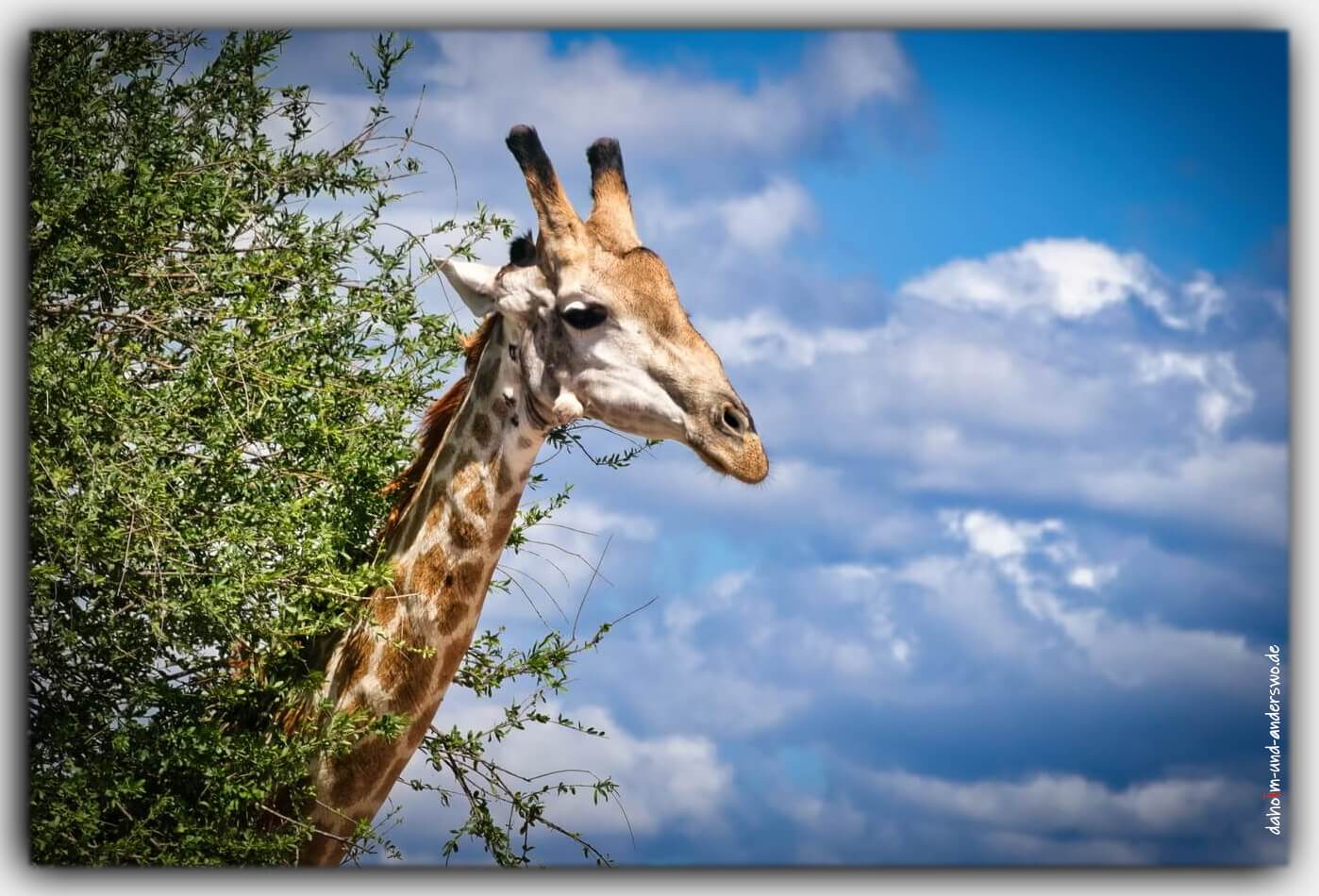 Namibia afrika giraffe wildtiere nationalpark 05