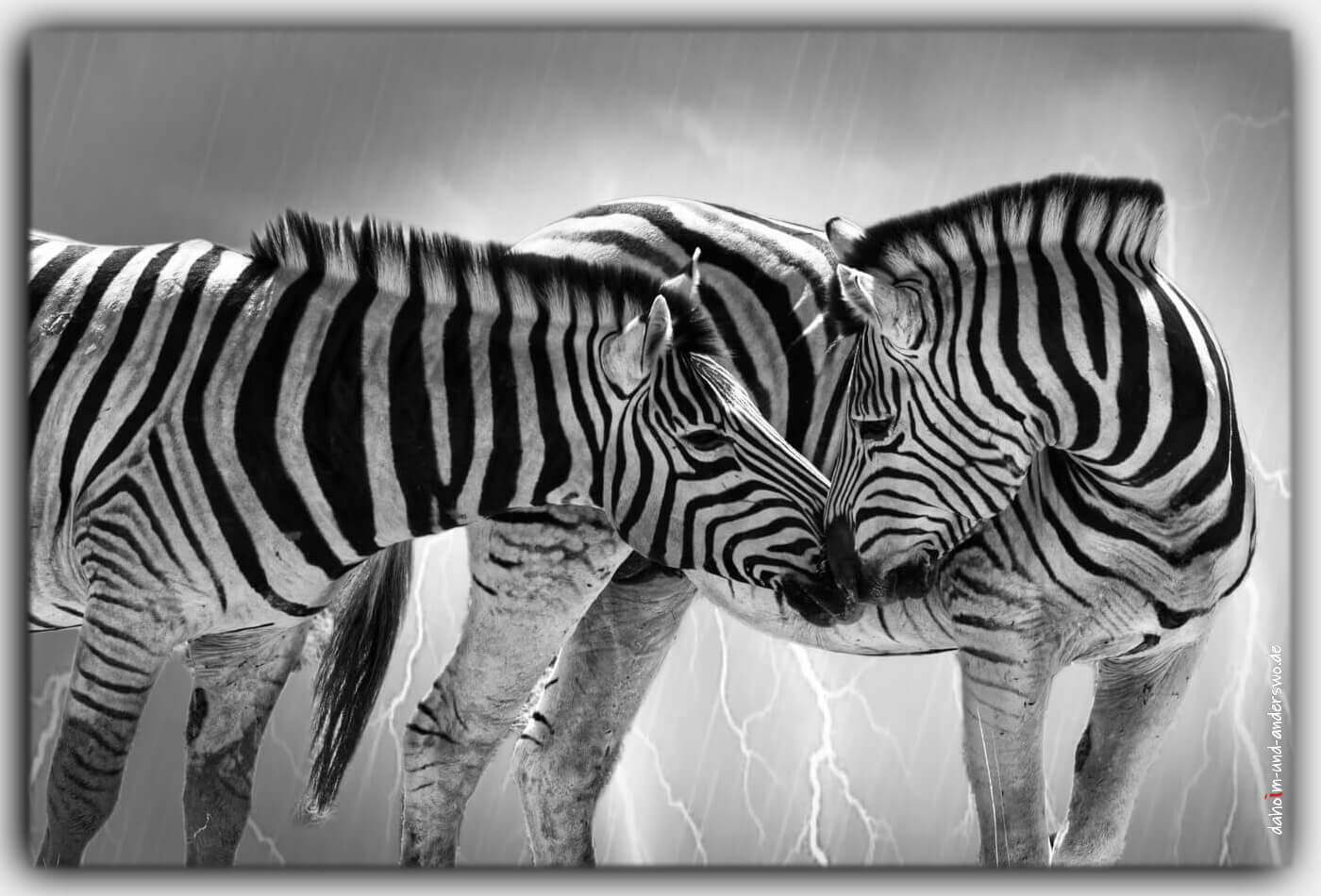 Namibia afrika zebra schwarzweiss wildtiere nationalpark 03