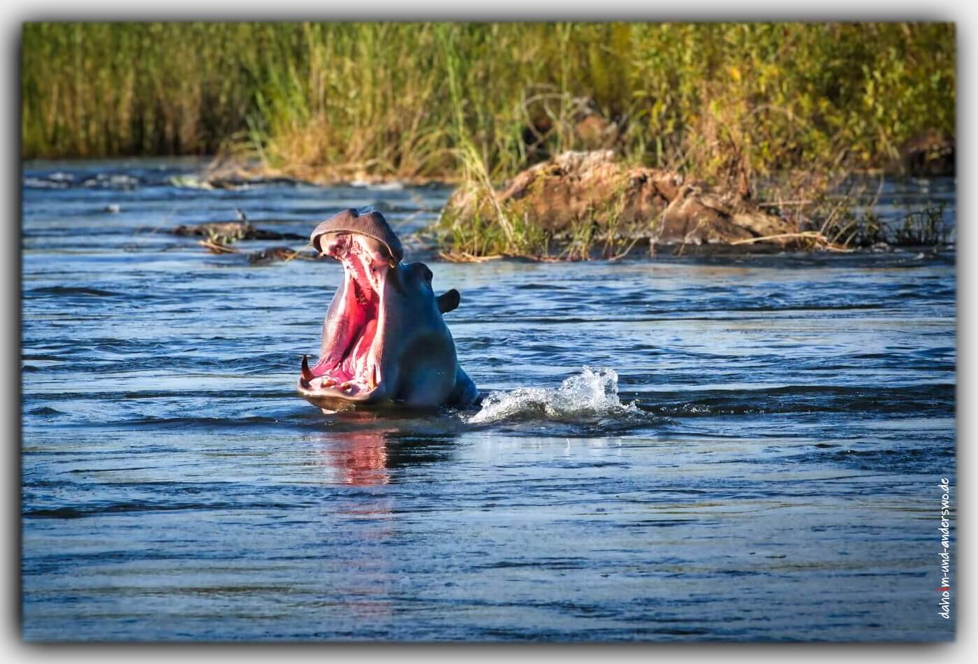 nilpferd hippo flusspferd Namibia afrika wildtiere nationalpark 01