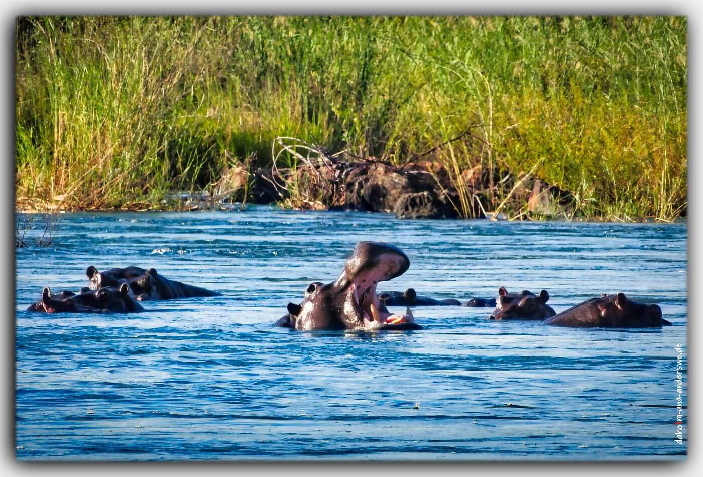 nilpferd hippo flusspferd Namibia afrika wildtiere nationalpark 02