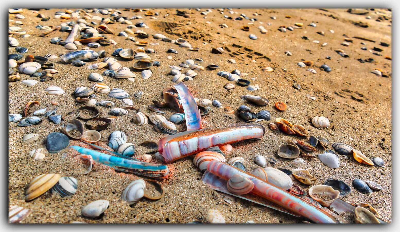 Muscheln Sandstrand Holland Nordsee Zeeland Niederlande 10